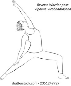 Sketch of young woman practicing yoga, doing Reverse Warrior pose. Viparita Virabhadrasana. Standing and Lateral Bend. Intermediate. Isolated vector illustration.