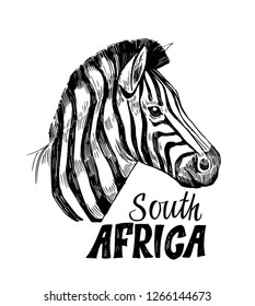 Sketch of zebra. Hand drawn illustration converted to vector