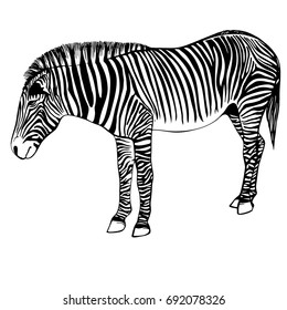 Sketch of a zebra. Hand drawn zebra illustration.Black and White Zebra portrait ink engraved isolated on white background. 