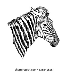 Sketch of a zebra. Hand drawn vector illustration. 