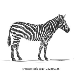 Sketch of zebra, Hand drawn vector illustration isolated on white background