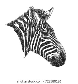 Sketch of zebra head, Hand drawn vector illustration isolated on white background