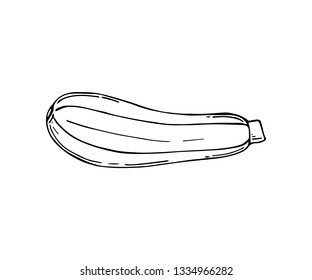 Sketch of zucchini. Ripe and healthy vegetable. Organic food. Natural farm product. Vegetarian nutrition.