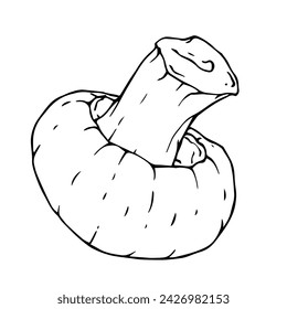 Sketch,doodle of champignon mushrooms.Vector graphics.