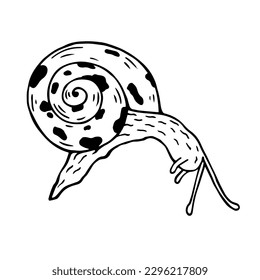Esbozo, caracoles decorativos de garabatos. Gráficos vectoriales.
