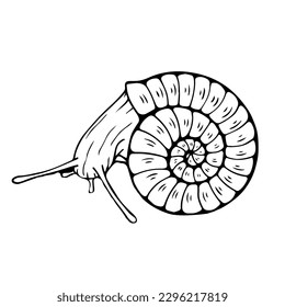 Sketch,doodle decorative snails. Vector graphics.