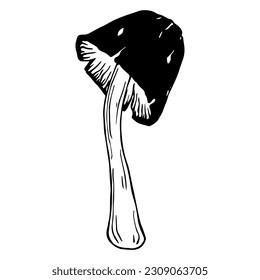 Sketch,doodle of the forest fungus toadstool.Vector graphics.