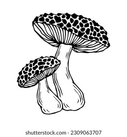 Sketch,doodle of the forest fungus toadstool.Vector graphics.