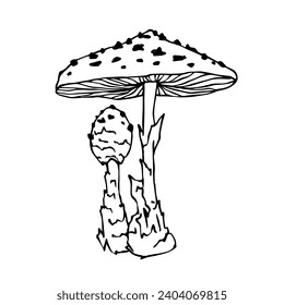 Sketch,doodle of forest mushroom toadstool.Vector graphics.