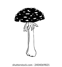 Sketch,doodle of forest mushroom toadstool.Vector graphics.