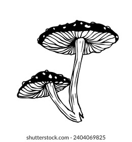 Sketch,doodle of forest mushroom toadstool.Vector graphics.