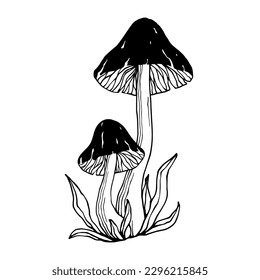 Sketch,doodle of forest mushrooms with wild plants.Vector graphics.