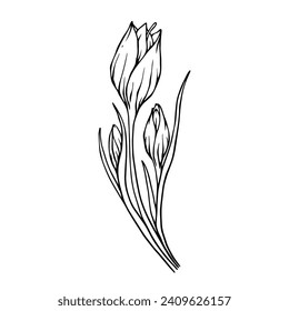 Sketch,doodle of spring crocus flower.Vector graphics.
