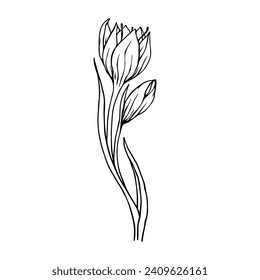 Sketch,doodle of spring crocus flower.Vector graphics.