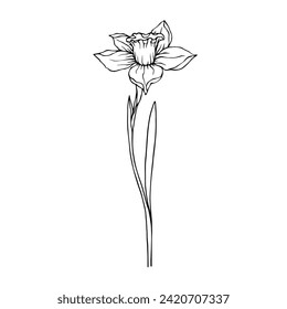 Sketch,doodle of spring daffodil flower.Vector graphics.