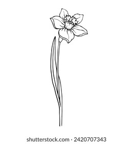 Esbozo,doodle de flor daffodil de primavera.Gráficos vectoriales.