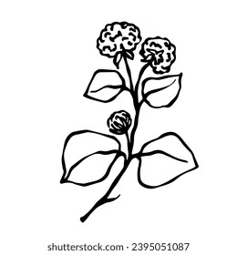 Sketch,doodle of wild meadow grass,flower.Decorative botanical element.Vector graphics.