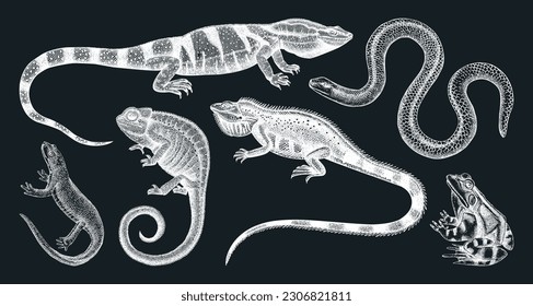 Sketched animals collection in sketch style. Vintage animal drawings isolated on chalkboard. Hand drawn reptiles and amphibians outlines. Herpetofauna and wildlife illustrations