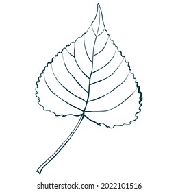 Sketched aspen leaf isolated on white background. Simple cartoon flat style vector illustration.