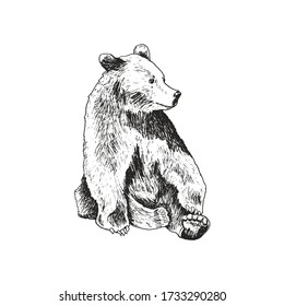 Sketched Bear Animal Sitting Looking Aside Linear Drawing Vector Illustration. Huge Mammal with Big Paws as Forest Fauna Predator