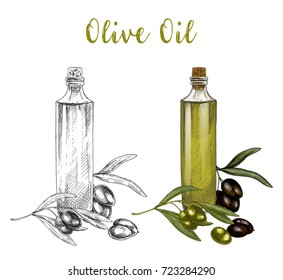 Sketched branch of olive berries and leaves, oil in glassware bottle with cork. Veggie natural product and vegetarian diet ingredient, vegan nutrition product. Healthy drink and food, cuisine theme