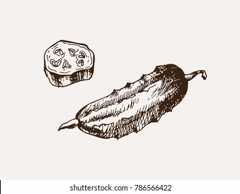 sketched cucumber vector illustration