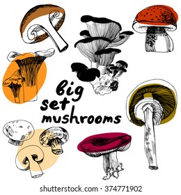 Sketched edible mushrooms. Big set of mushrooms.