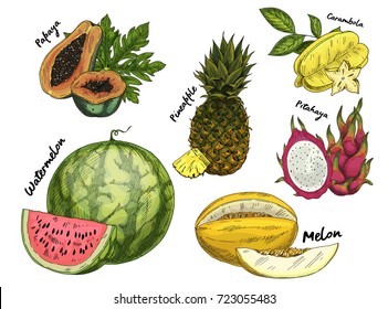 Sketched exotic and tropical fruits. Set of isolated papaya or papaw, pawpaw and pineapple, pine or ananas, pitaya or pitahaya, dragon fruit and melon, watermelon. Food and agriculture theme