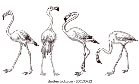 Sketched flamingos vector