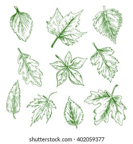 Sketched green tree leaves of maple and oak, birch and elm in retro engraving style. Nature and seasonal themes