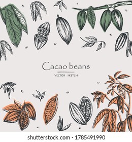 Sketched hand drawn cacao beans, cacao tree leafs and branches. Chalk style vector illustration