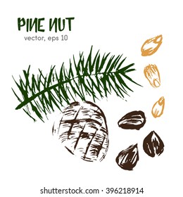 Sketched illustration of brazilian nut. Hand drawn brush food ingredient. Vector bio, eco icon, logo design template. Concept for organic products, harvest, healthy food, vegetarian, raw food diet. 