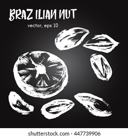 Sketched illustration of brazilian nut white on blackboard. Hand drawn brush food ingredient. Vector bio and eco icon, logo design template. Concept for healthy food.