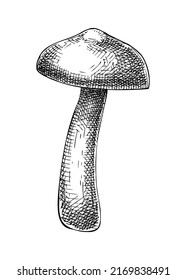 Sketched mushroom illustration. Hand-drawn food drawings. Forest plant sketches. Perfect for recipe, menu, label, icon, packaging, Vintage mushroom outlines. 