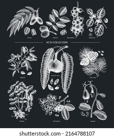 Sketched nut trees and plants. Botanical drawings on chalkboard. Vector nuts illustrations collection. Hand drawn pecan, macadamia, pine nuts, walnut, almond, pistachio, chestnut, peanut, brazil nut.