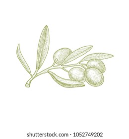 Sketched olive tree branch. Green olive  for oil bottle label.