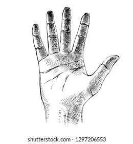 Sketched palm hand gesture. Vector illustration