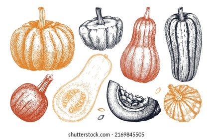 Sketched pumpkin illustrations set in color. Thanksgiving day design elements. Autumn food drawings. Vector vegetables, butternut squash, marrow, pumpkin sketches. Fall Harvest festival collection