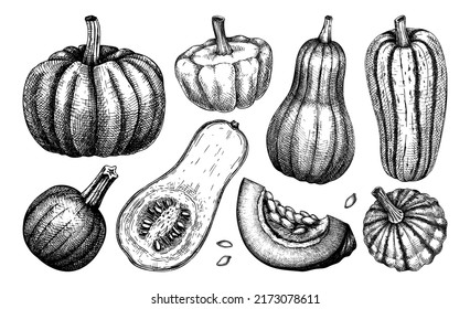 Sketched pumpkin illustrations set. Thanksgiving day design elements. Autumn food drawings. Vector vegetables, butternut squash, marrow, pumpkin seed sketches. Fall harvest festival collection