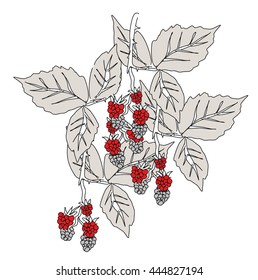 Sketched Raspberries 