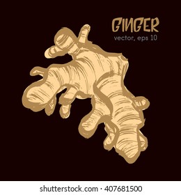 Sketched root illustration of ginger bright on a dark background. Hand drawn brush food ingredient. Vector bio and eco icon, logo design template. Concept for healthy food.