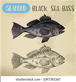 Sketched seafood for restaurant signboard. Seafood or black sea bass or bigmouth, potter’s or Oswego trout, bucketmouth or LMB, gilsdorf for sport fishing club logo or nautical trophy. Underwater