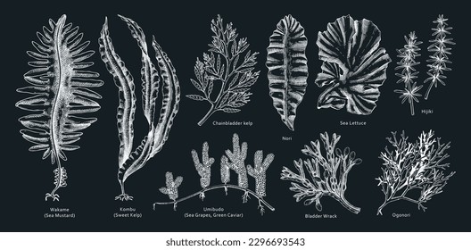 Sketched seaweed vector illustrations. Hand-drawn sea vegetables - kelp, wakame, kombu, hijiki in sketch style. Edible algae drawings with names on chalkboard. Asian menu design elements