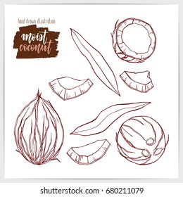 Sketched set of ripe and tasty coconuts, whole and chopped, with leaves. Hand drawn illustration with hand lettering headline.