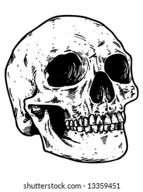 sketched skull vector