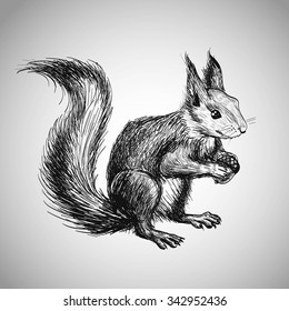 Sketched squirrel illustration