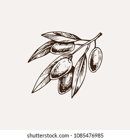 sketched style vector illustration with olive branch