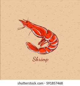 Sketched styled shrimp. Colored vector illustration