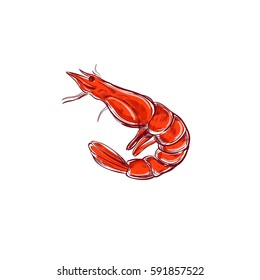 Sketched styled shrimp. Colored vector illustration