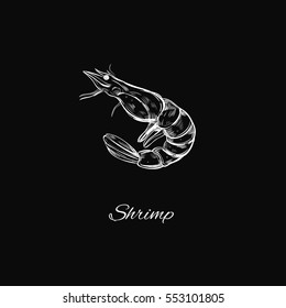 Sketched styled shrimp. Vector illustration